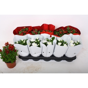 CHRYS GEM 2 KL BLOEM