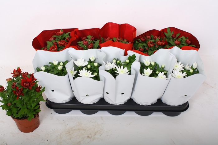 <h4>CHRYS GEM 2 KL BLOEM</h4>