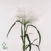 Panicum Fountain