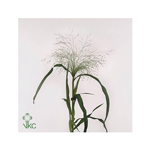 Panicum Fountain