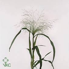 Panicum Fountain