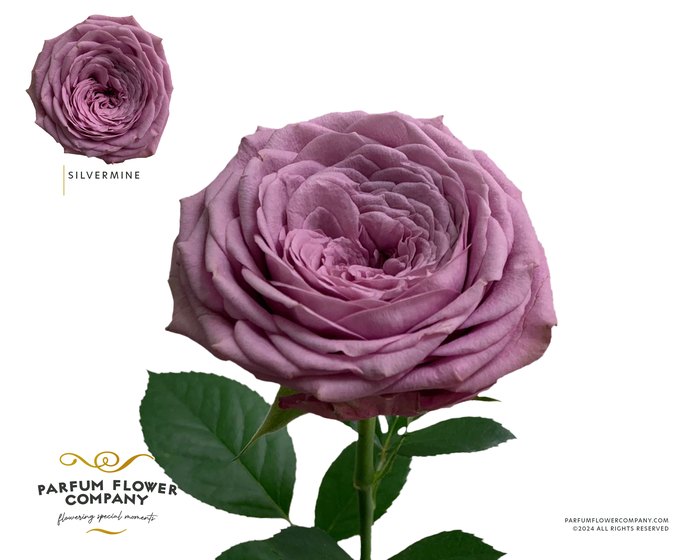 <h4>Rosa Garden Silvermine</h4>