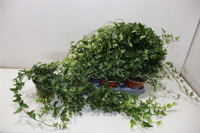 <h4>Hed He Shamrock</h4>