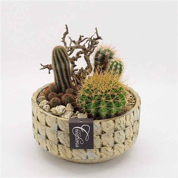 <h4>CTCR-2435 Cactus Essentials</h4>