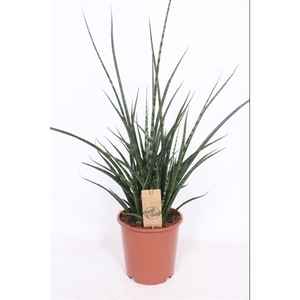 Sansevieria 'Fernwood' Punk