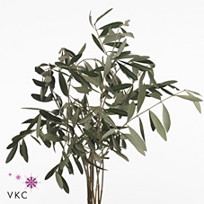 <h4>Olijftakken</h4>