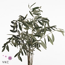 <h4>Olijftakken</h4>