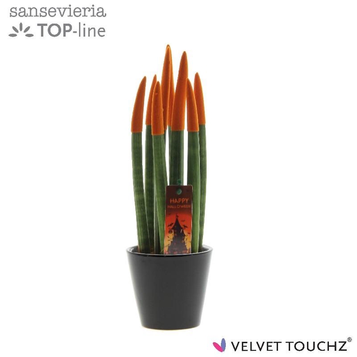 Sansevieria cylindrica overig Velvet touch Halloween
