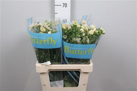 <h4>Ran Butterfly Keramos</h4>