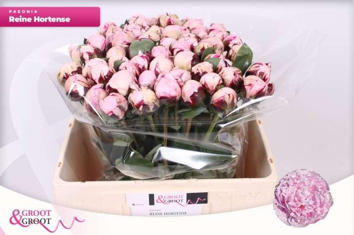 <h4>Paeonia Reine Hortense</h4>