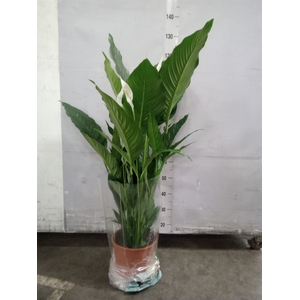 Spathiphyllum  'Sweet Sebastiano'