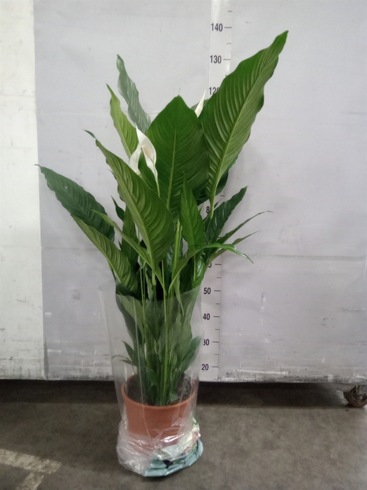 <h4>Spathiphyllum  'Sweet Sebastiano'</h4>