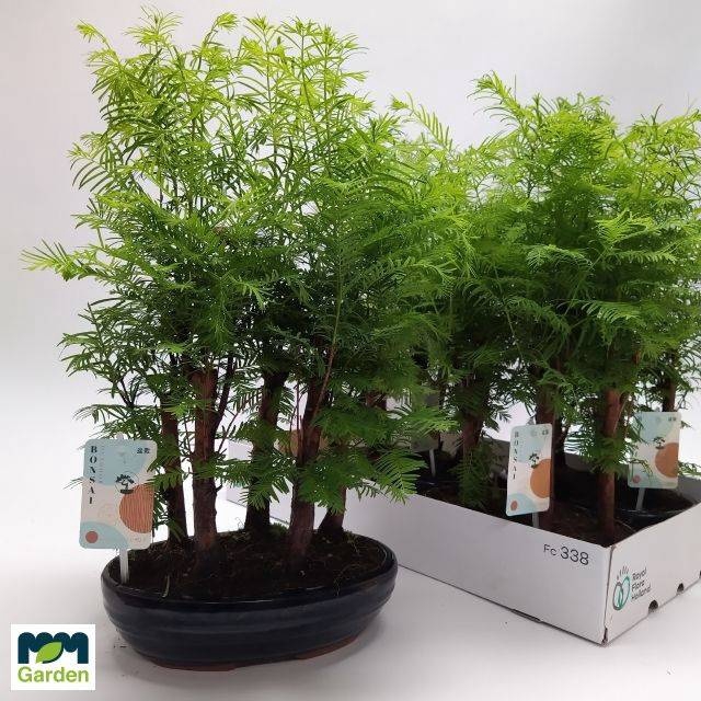 <h4>BONSAI OV</h4>