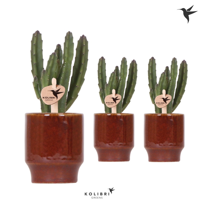<h4>Kolibri Greens Stapelia Leendertziae in Classy pot red</h4>