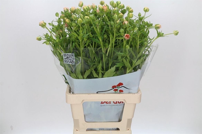 <h4>Ranunculus Butterfly Ariadne</h4>