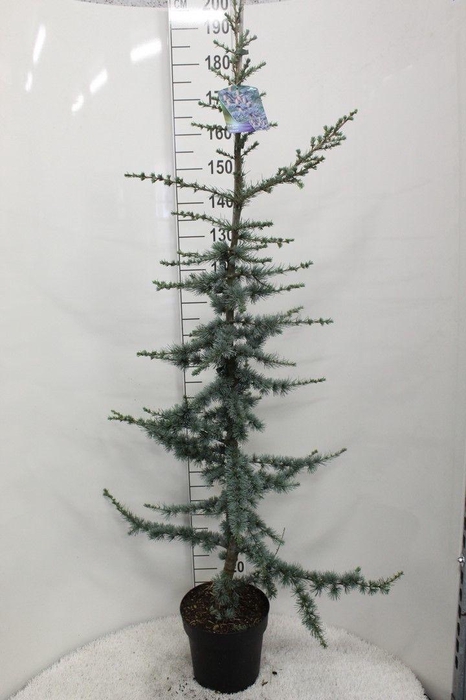 <h4>Cedrus libani 'Glauca' P29 potgedrukt</h4>