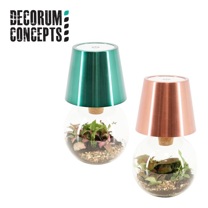 <h4>Terrarium Cosmolight (Decorum concepts)</h4>