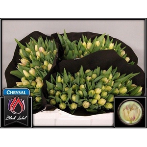 TU DU FLAMING MARGAR