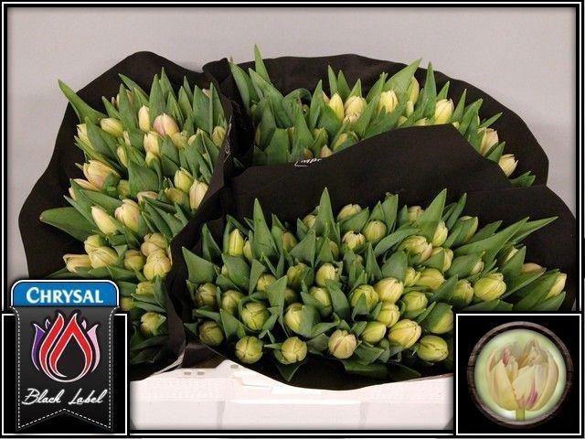 <h4>TU DU FLAMING MARGAR</h4>