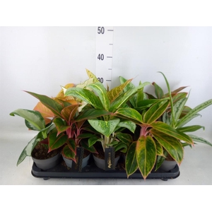 Aglaonema   ...