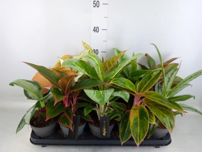 <h4>Aglaonema   ...</h4>