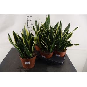 Sansevieria Futura Superba 17 Cm. Pot