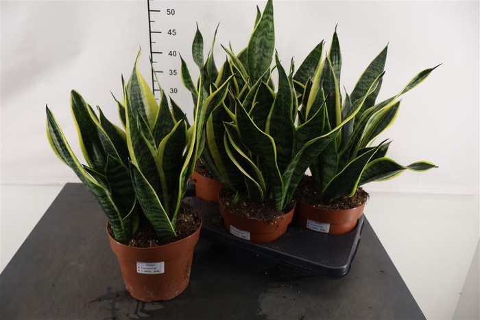 <h4>Sansevieria Futura Superba 17 Cm. Pot</h4>