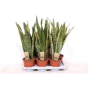 Sansevieria Laurentii