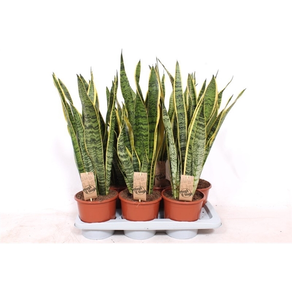 <h4>Sansevieria Laurentii</h4>