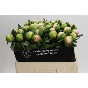 Paeonia Colonel Owen Cousins