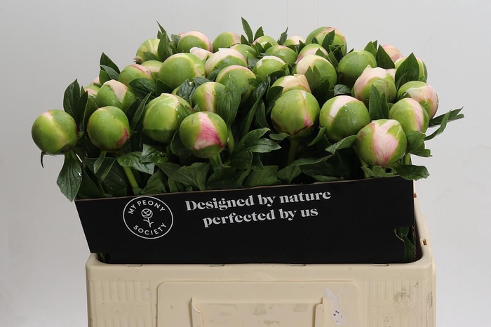 <h4>Paeonia Colonel Owen Cousins</h4>