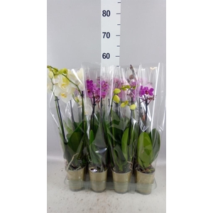 Phalaenopsis   ...mix