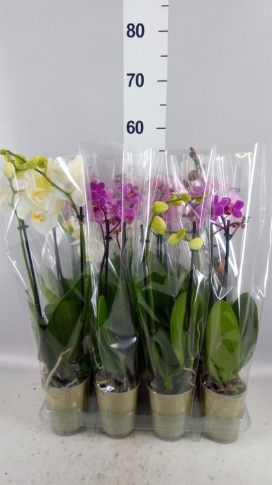 <h4>Phalaenopsis   ...mix</h4>