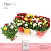 Rosa Amorosa mixed