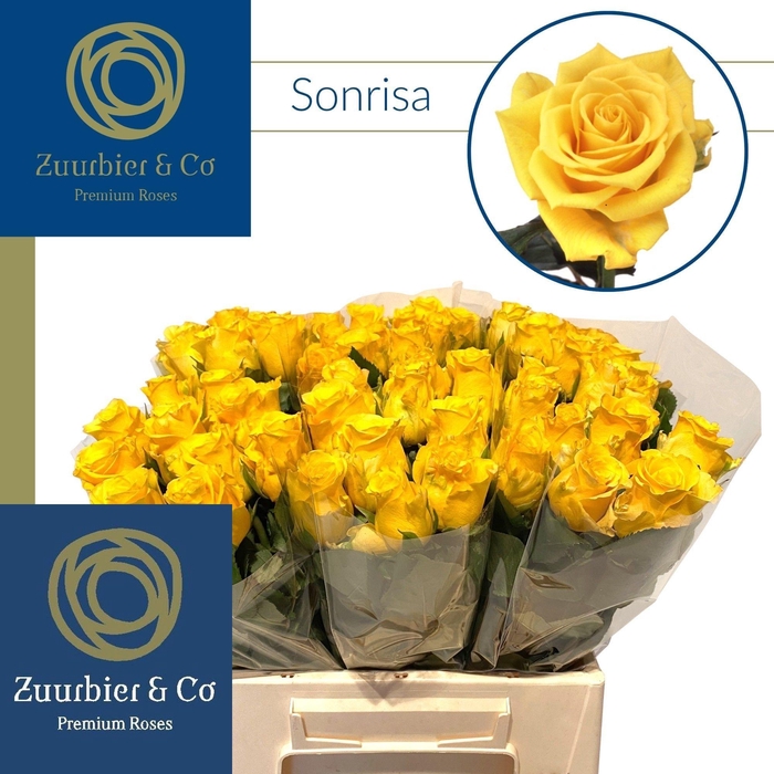 <h4>R GR SONRISA</h4>