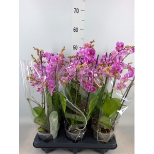Phalaenopsis multi. 'FC Friday Fli'