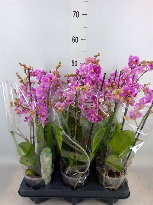 <h4>Phalaenopsis multi. 'FC Friday Fli'</h4>
