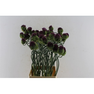 Allium Otemoyan