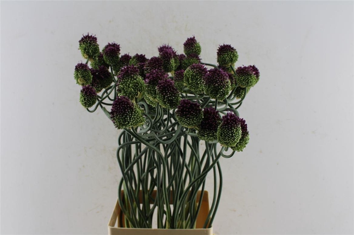 Allium Otemoyan