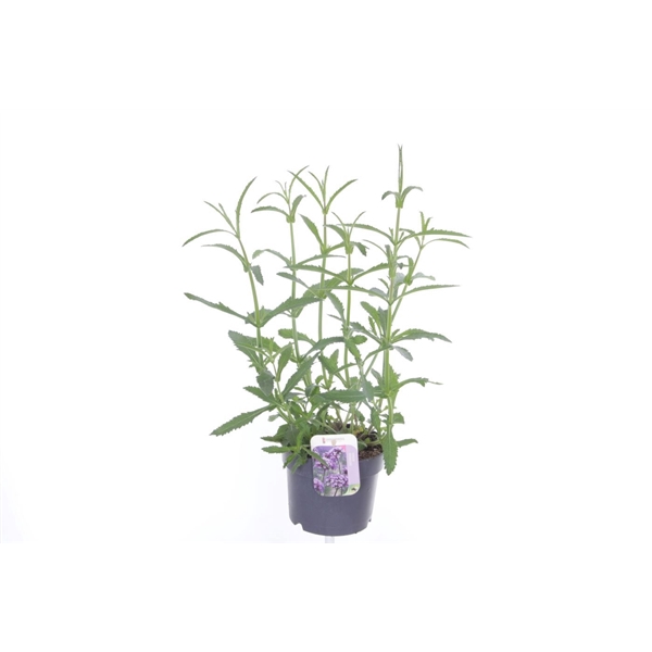 <h4>Verbena bonariensis</h4>