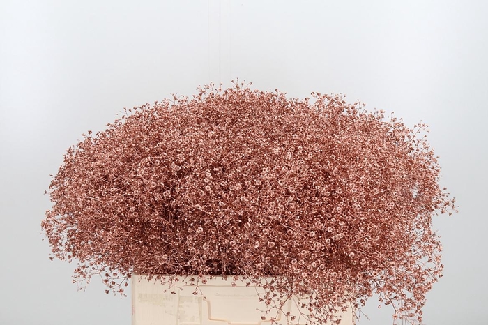 <h4>Gyps Kl Bh Koper</h4>