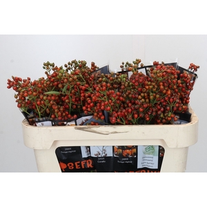 ROSA AUT ROSEFRUITS
