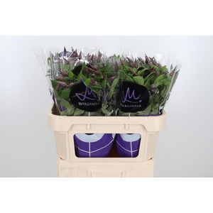 Clem Di Bl Pirouette