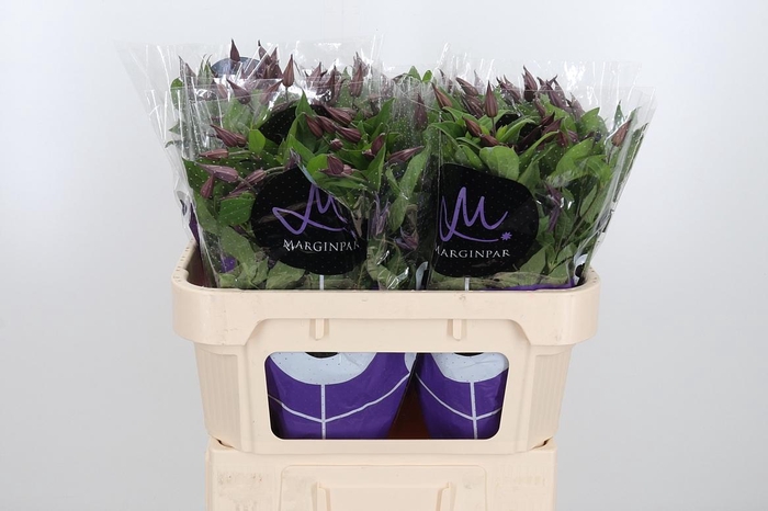 <h4>Clem Di Bl Pirouette</h4>