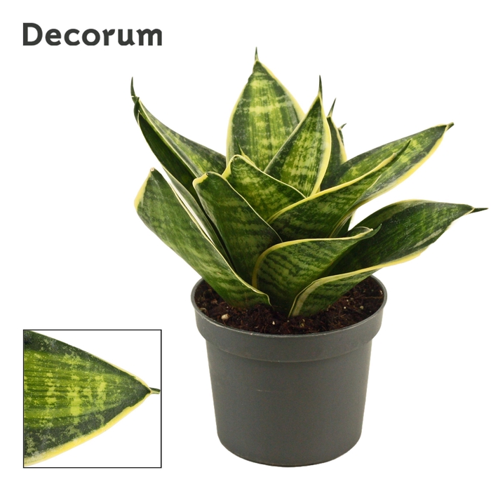 <h4>Sansevieria hahnii 9 cm Superstar(Decorum)</h4>