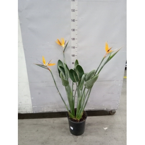 Strelitzia reg.