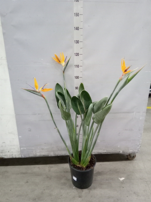 <h4>Strelitzia reg.</h4>