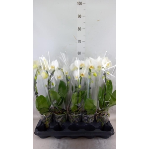 Phalaenopsis  'Ant Glasgow'