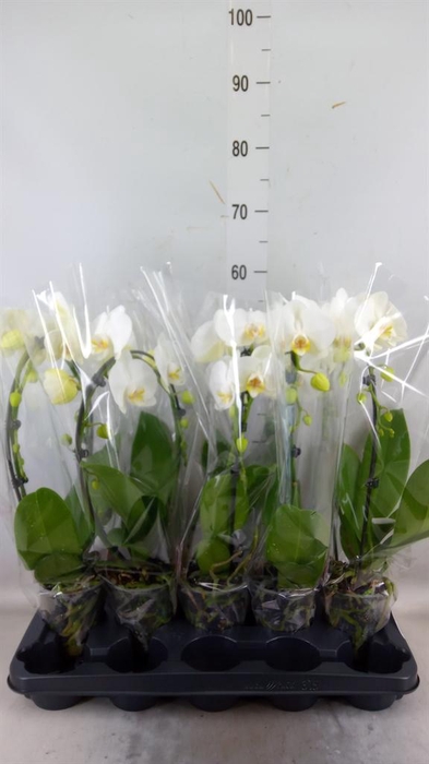 <h4>Phalaenopsis 'Ant Glasgow'</h4>