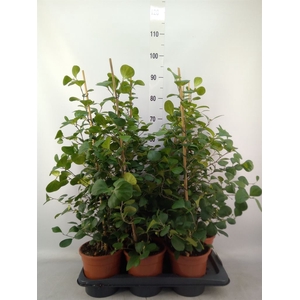 Ficus deltoidea
